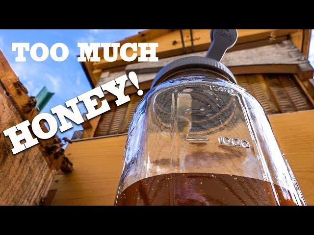 Flow Hive How Much Honey Does a Flow Hive actually produce? Backyard Beekeeping