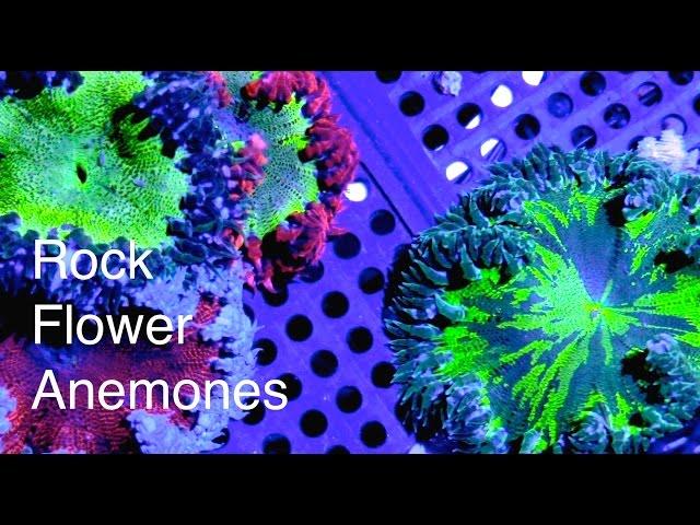 Fincasters Episode 59 Keeping Rock Anemones