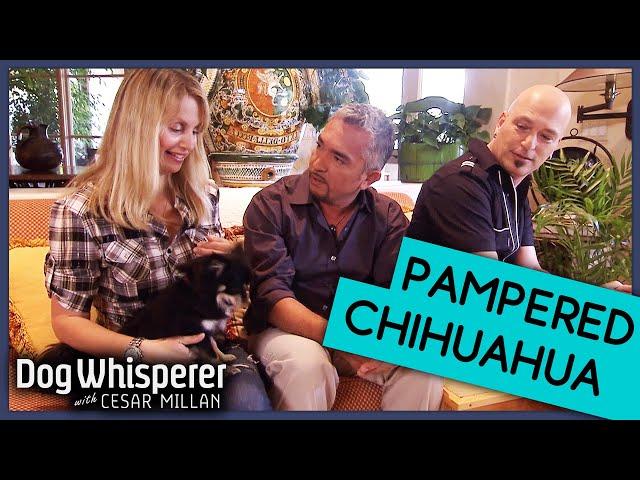 Howie Mandel Terrorised By Chihuahua From Hell! | Dog Whisperer With Cesar Millan