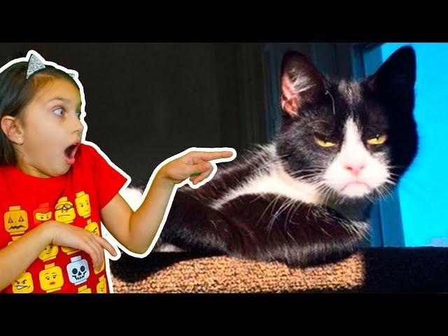 ХРАБРЫЕ КОТЫ и СОБАКИ! ЛУЧШИЙ НЕ ЗАСМЕЙСЯ ЧЕЛЛЕНДЖ! Funny Cats Попробуй не засмеяться Валеришка