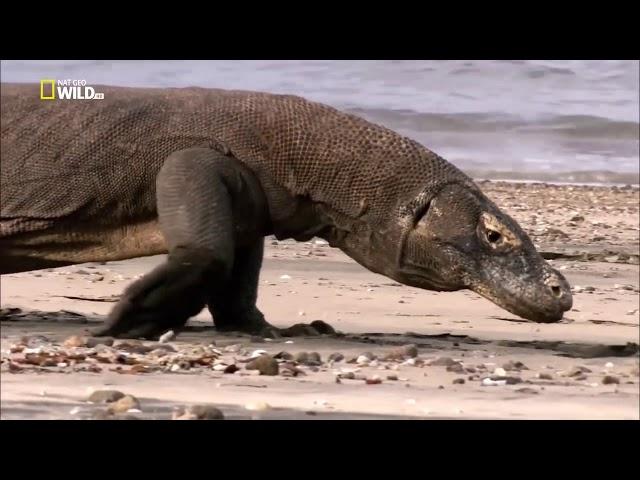 Комодский варан -  доисторический каннибал