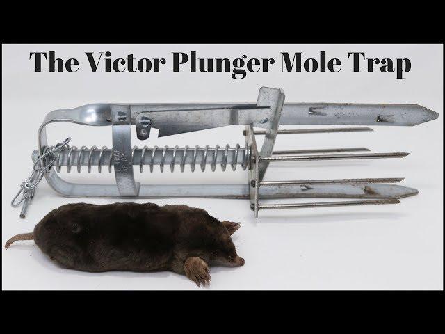 How To Trap Moles With the Victor Plunger Mole Trap.  Mousetrap Monday