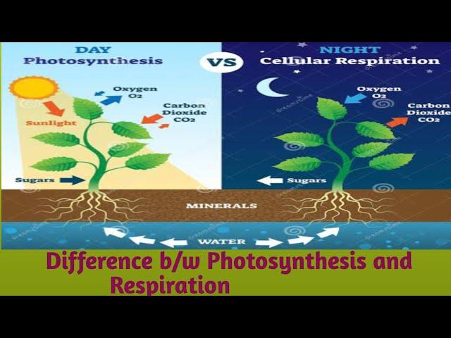 Difference between photosynthesis and respiration | photosynthesis |  Respiration | Learning hints