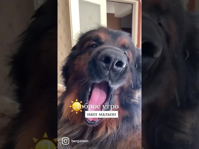 Доброе утро ️ #творидобро #леонбергер #алабай #собакакусака #лакомствадлясобак #одеждадлясобак