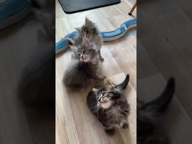 Geralt, Gwen, Genowefa, Gloria️ #mainecoonkittens #catshorts #catvideos #kittens #cutecat #cats