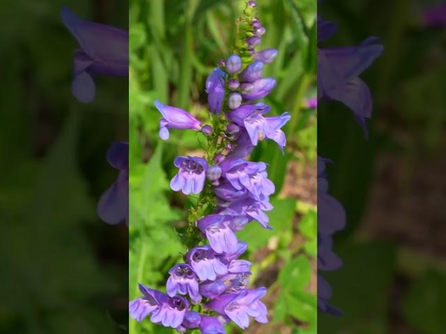 Steppe Garden Tour In Colorado