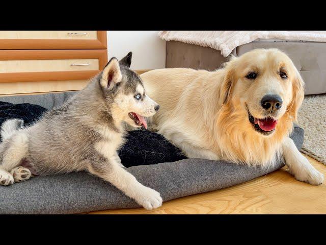 Golden Retriever's Reaction to a Husky Puppy Occupying His Bed!