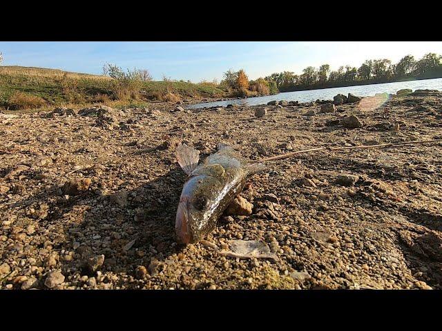 Рыбалка на судака! Открыли для себя новый сельский водоем