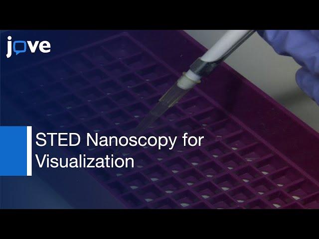 STED Nanoscopy for Visualizing Immunological Synapse