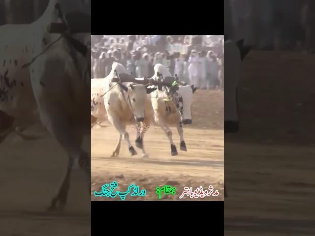 King Of Drsaki #bullrace2023 #mudasirvideobahtar #bullrace #shorts #ytshorts