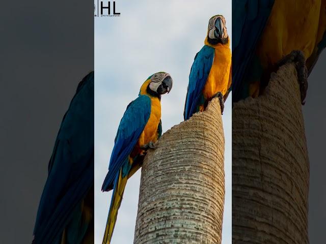 Fotografiando las Guacamayas de Cimitarra. #naturaleza #fotografiadigital  #aprendefotografia