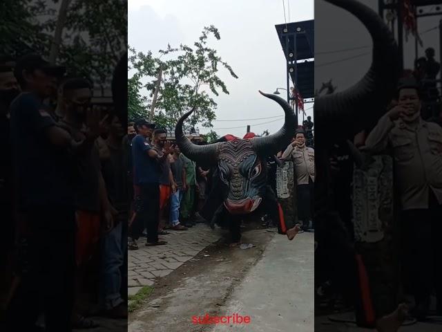 Bantengan Super Jumbo #raksasa #bantengan #barongan #viral #trending #fyp