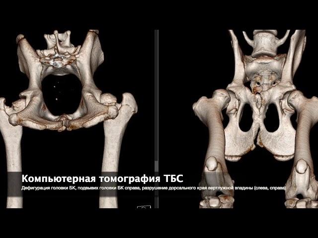 Глава 7. Опороспособность собаки с дисплазией ТБС + КТ тазовых конечностей