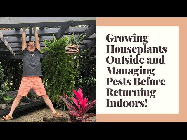 Growing Houseplants Outside and Managing Pests