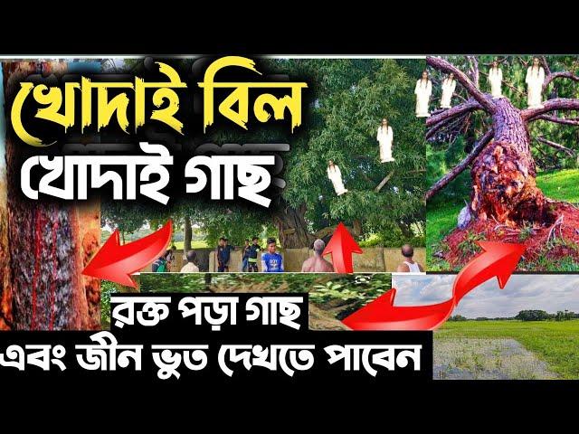 খোদাই বিল। রক্ত পড়া গাছ। জিন এবং মানুষের বন্ধুত্ব । রহস্যময় ঘটনা!