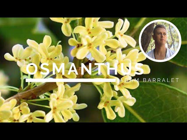 Osmanthus - The Oil of New Joys