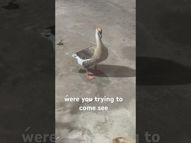 I talked to a GOOSE and he talked back to me!  #animals