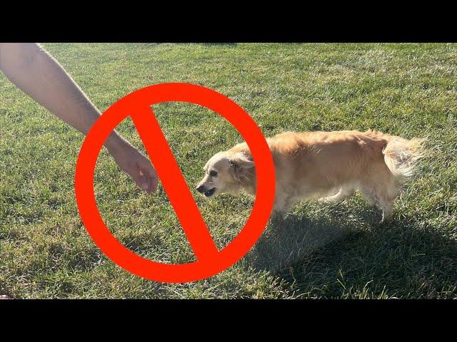 MYTH busting "Let The Dog Sniff Your Hand First"