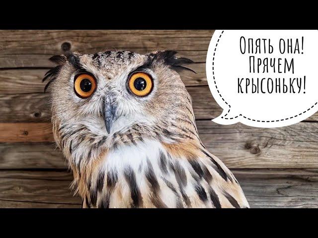 I ran in to visit the Eagle owls Varvara and Nathanya. Varvara is an unkind owl!