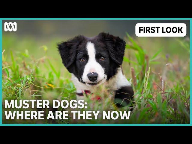 First Look | Muster Dogs: Where Are They Now | ABC TV + iview