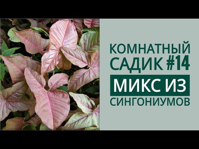 Комнатный садик #14. Микс из СИНГОНИУМОВ