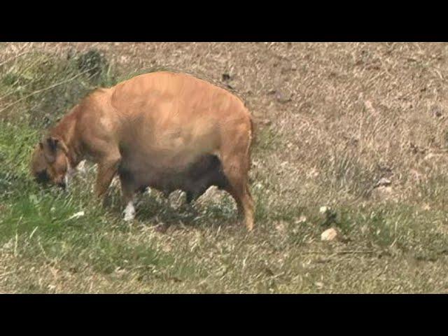 Abandoned and terrified, a mom dog froze in fear, yet birthed beautiful puppies on the cold street!