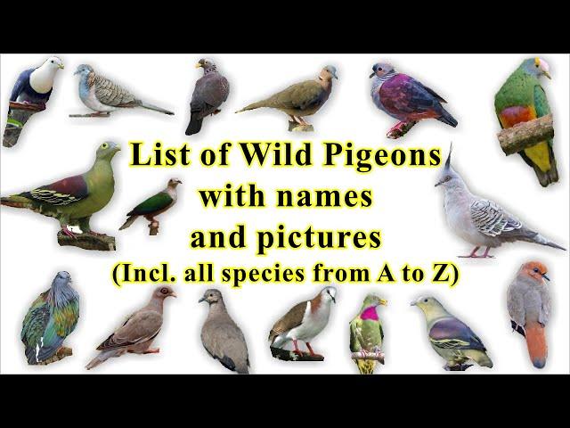 List of Wild Pigeon (all 344 species with names and images)