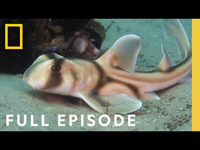 How Baby Sharks Survive in a Dangerous World (Full Episode) | Baby Sharks