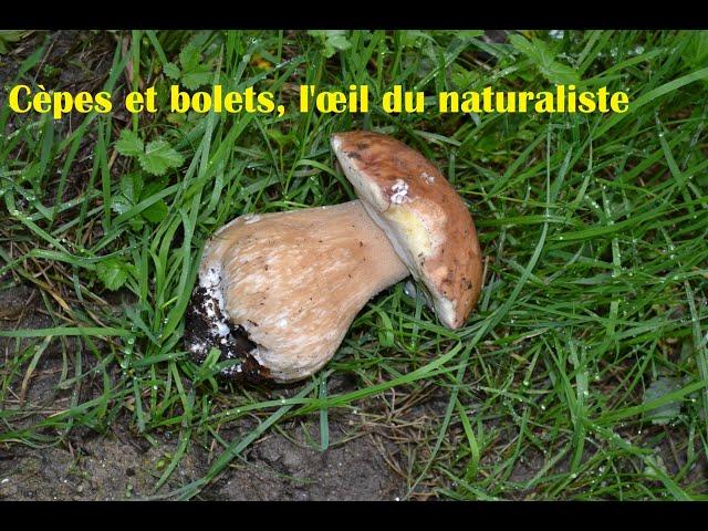 Cèpes et bolets, l'œil du naturaliste