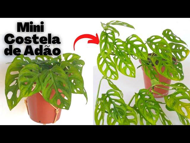 Monstera Adansonii como plantar, fazer mudas e cuidar | Como fazer estaca para trepadeiras