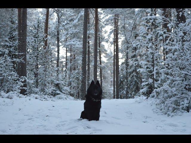 Jekku Schipperke's winter 2016-17 Jekku-schipperken talvi 2016-17