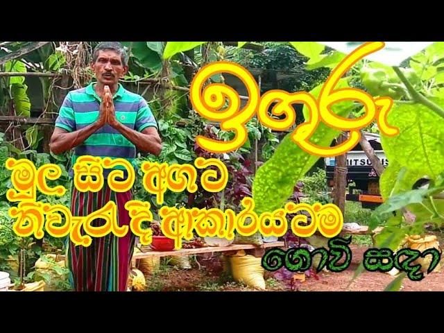 ඉගුරු වගාව මුල සිට අගට ඉතාමත් පැහැදිලිව  Episode 05@govisadha Iguru