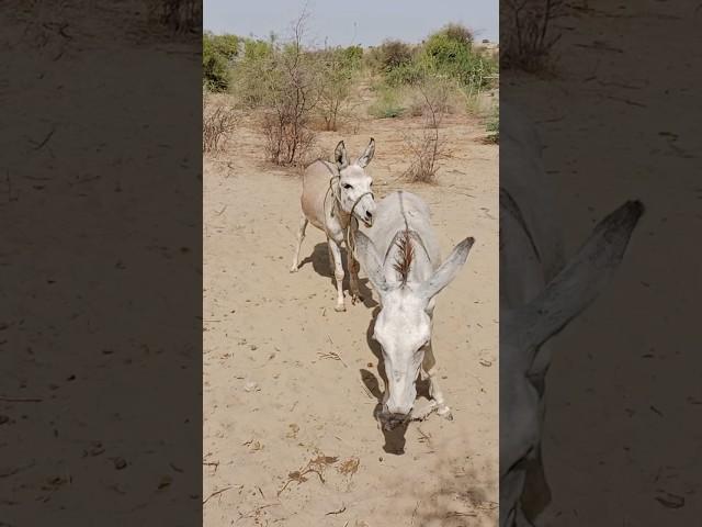 Donkeys#virals#trending short