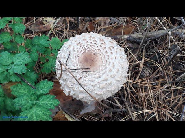 Хлорофиллум оливье (chlorophyllum olivieri) | вид зонтика краснеющего