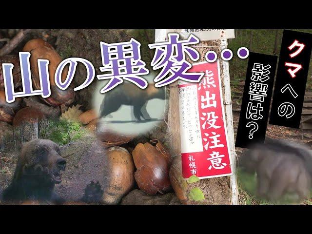 ヒグマにとって10年ぶり"山の異変" 「秋になり出没がピタッと止まった」 クマの主食 "ドングリ"が大豊作  人里に出なくても山に食い物いっぱい… でも冬眠前はやっぱり要注意 油断は禁物 北海道