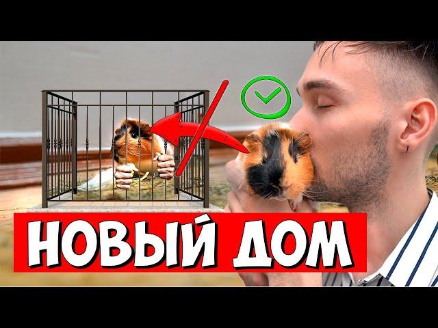 HOW TO GET A GUINEA PIG TO ADJUST TO ITS NEW HOME