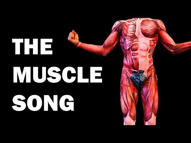 THE MUSCLES SONG (Learn in 3 Minutes!)