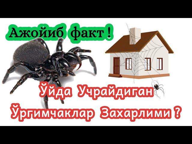 Great fact. What to do when a poisonous spider bites!