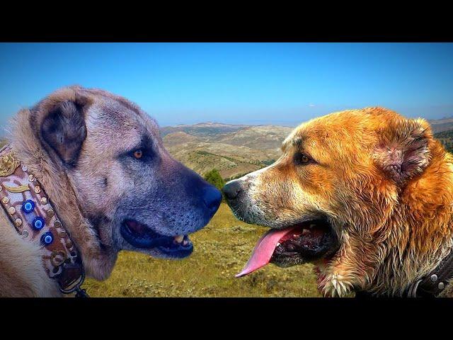 Turkish Kangal VS Caucasian Volkodav