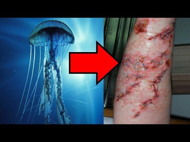 Top 10 Incredible Facts That Prove Octopuses Are Amazing | Celebrities Profile