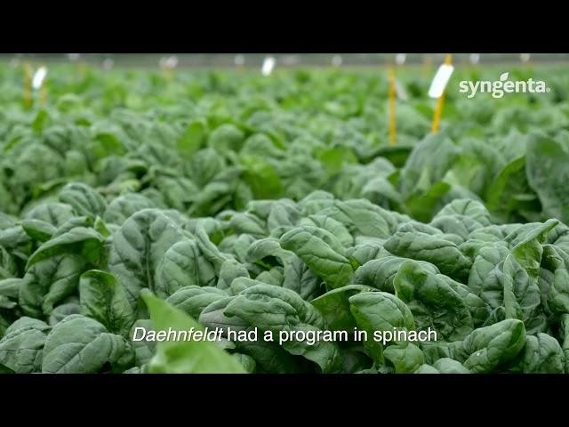 Spinach Market Overview from Syngenta Vegetable Seeds Expert