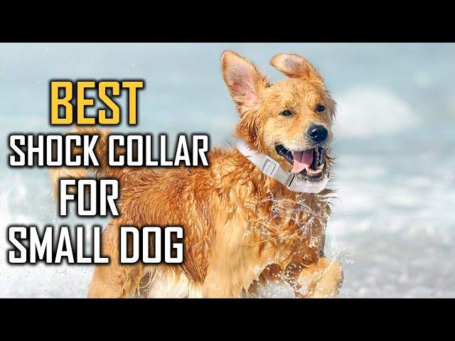 Top 5 Best Shock Collar for Small Dogs Review in 2023 - Waterproof/Rechargeable Collar with Remote