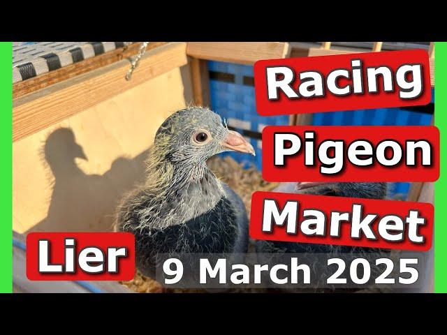 Racing Pigeon Market Lier, Belgium (9 March 2025)