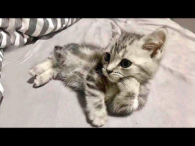 Funny animals - Funny cats / dogs - Funny animal videos 57