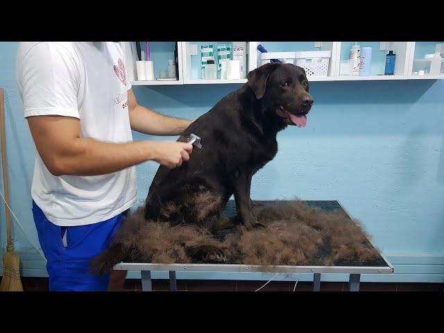 Full Labrador Deshedding Time Lapse