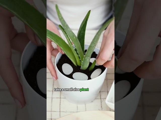 Here's How To Grow Aloe Vera at Home!