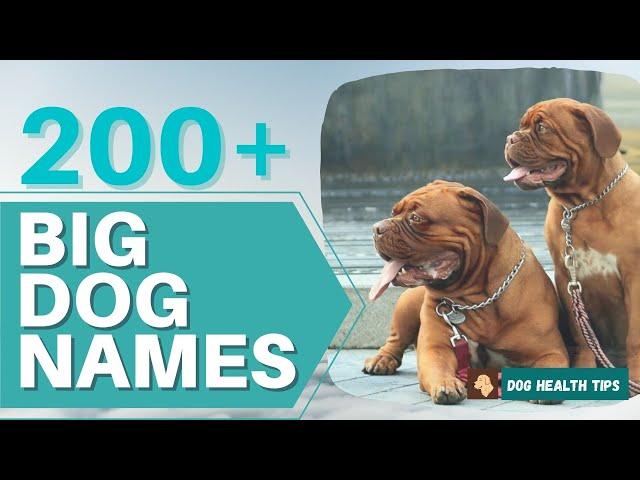 Over 200 Creative Big Dog Names ! Explore the list ! Dog Names 2021 ! Unique Pet Names