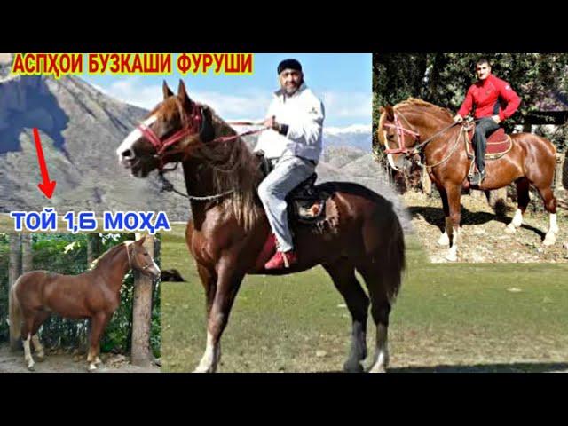 АСПИ БУЗКАШИ ФУРУШИ лошадь самая лучшая порода в мире /horse 13 ноября 2020 г. ХУЛБУК ТВ