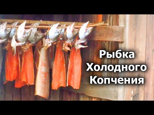 Солим и коптим красную рыбу Кету! Холодное копчение по деревенски! Рецепт от Семь Перцев!