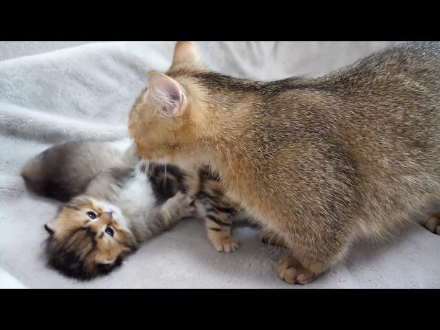 Here's a kitten who can't wait to get a lick from mama cat...